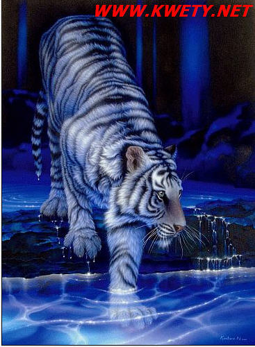 white tiger